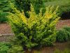 JUNIPERUS CHINENSIS ''PLUMOSA AUREA''